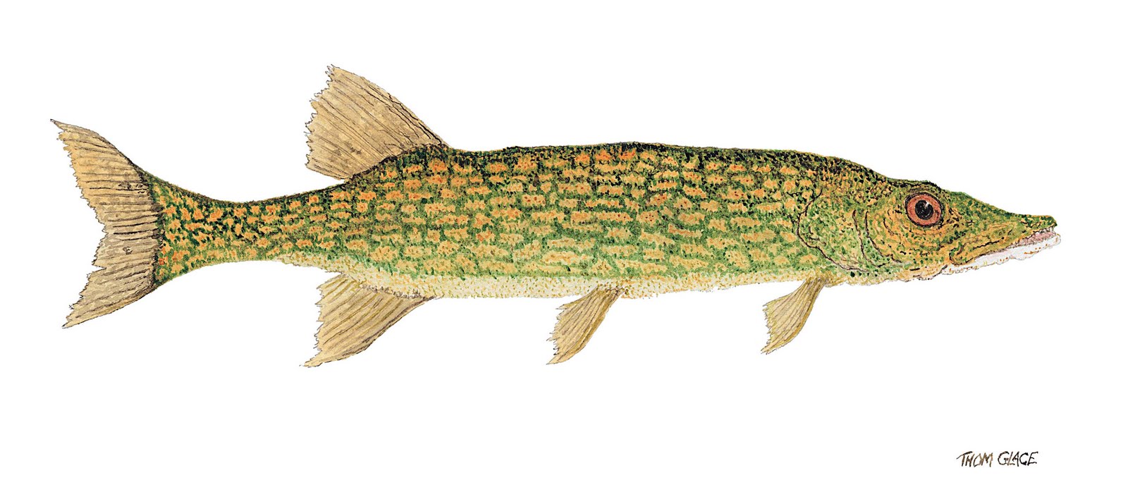 Daily Painters of Pennsylvania 'Study of a Chain Pickerel (Esox niger