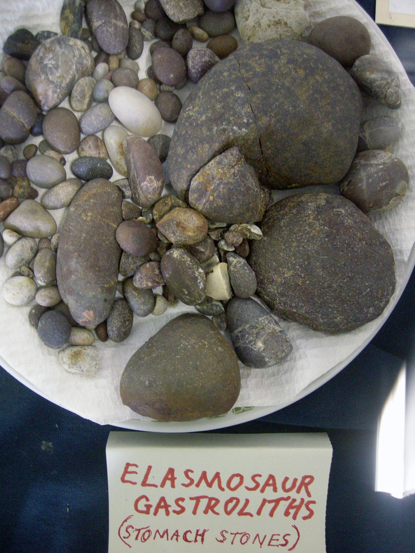 The Great Cretaceous Walk Why Eat a Rock? Gastroliths (‘Stomach Stones