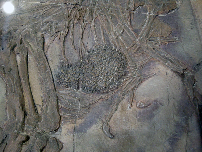 The Great Cretaceous Walk Why Eat a Rock? Gastroliths (‘Stomach Stones