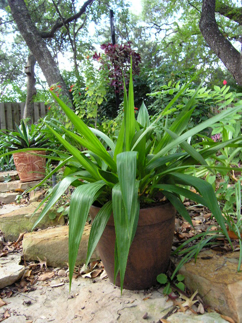 The Lazy Shady Gardener: Pots In The Garden