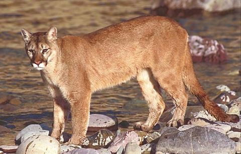 urban wildlife lion mountain city cougar better nature