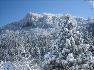 見事な樹氷をまとった赤倉山西面