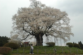 醍醐桜