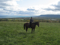 On a Horse with a View