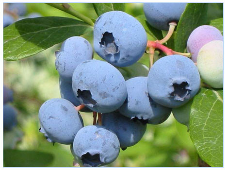 [cicek_25022008160029.jpg]