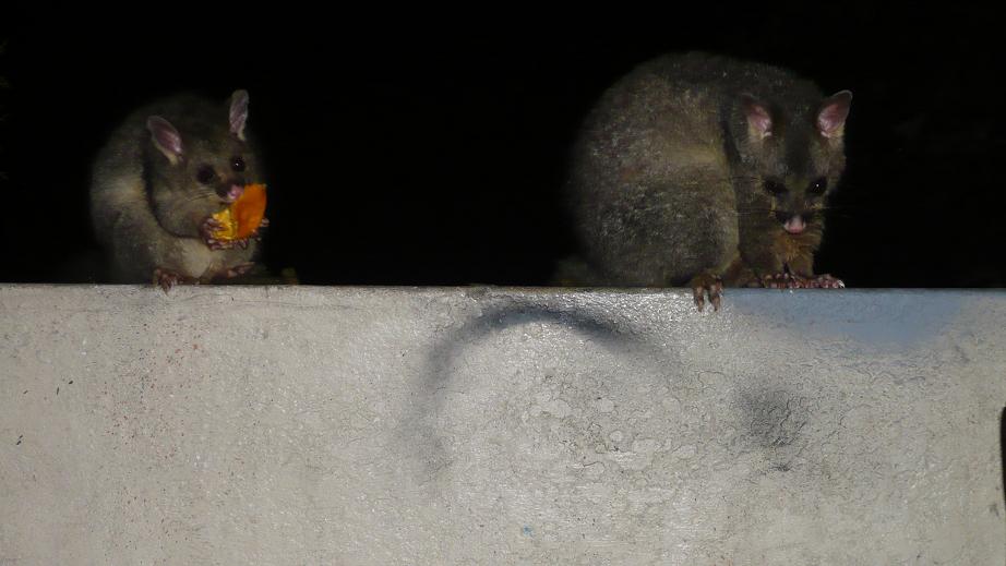 [possum+5.JPG]