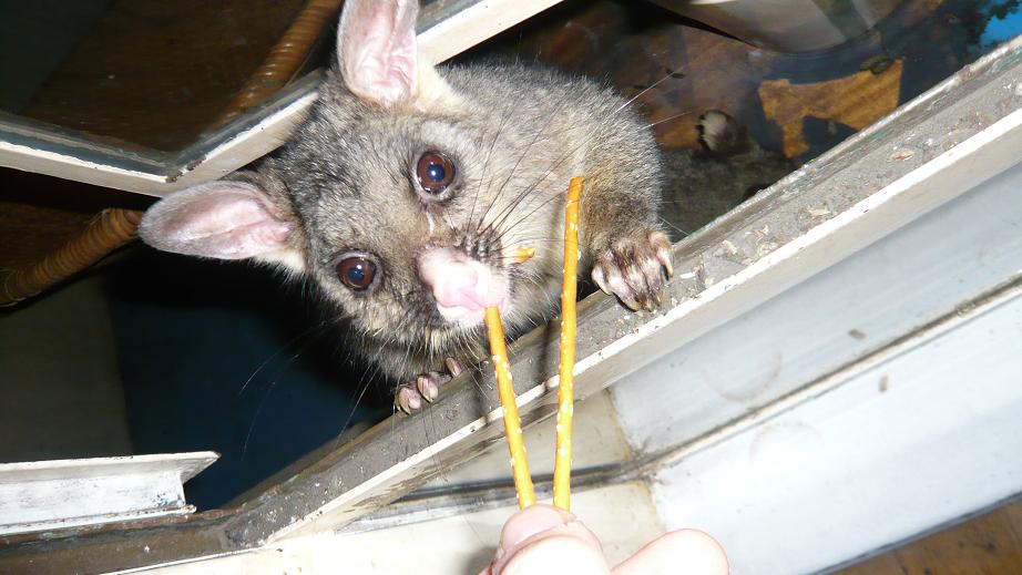 [possum+1.JPG]