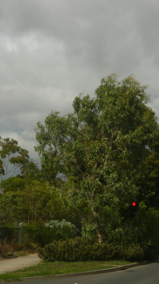 [hiding+traffic+lights.JPG]