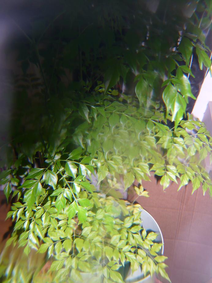 [kaleidoscoped+plant.JPG]