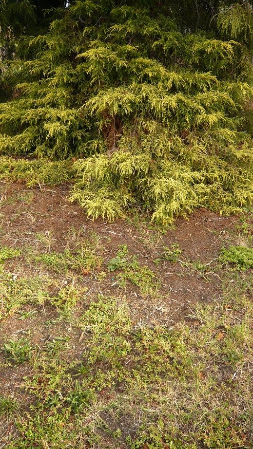 [tree.JPG]