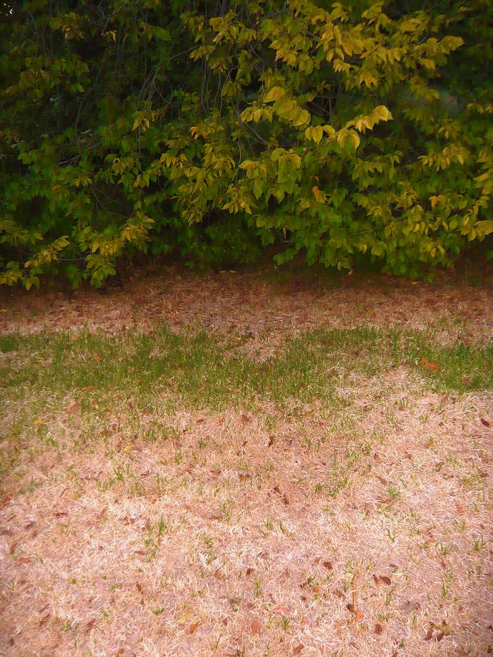 [tree+grass.JPG]