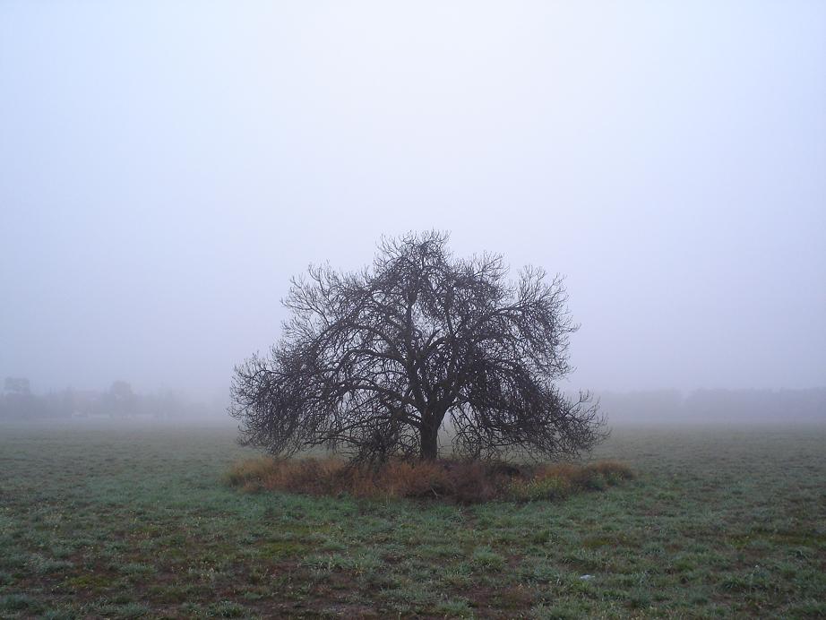 [tree+1.JPG]