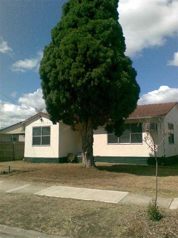 [tree+house.jpg]