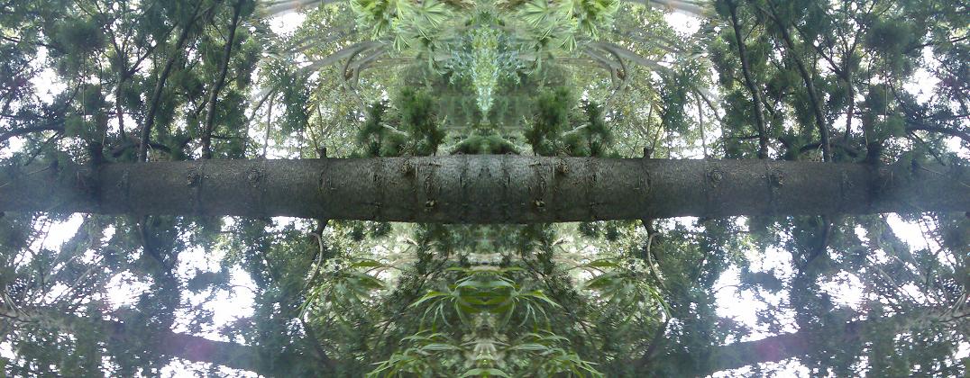 [tree+b.JPG]