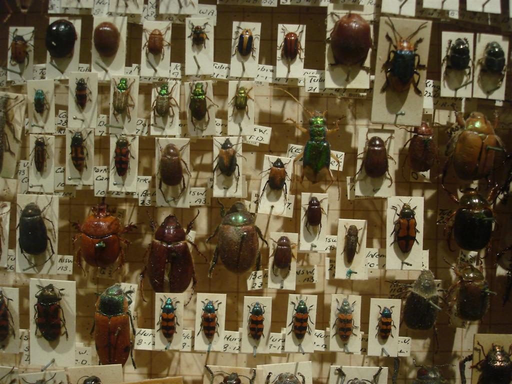 [bugz.jpg]