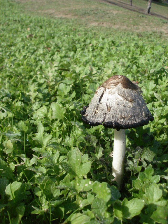 [shroomz+(3).JPG]