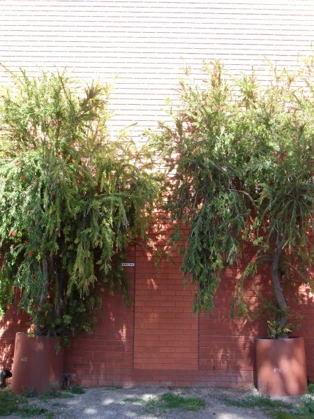 [brick+walls.JPG]