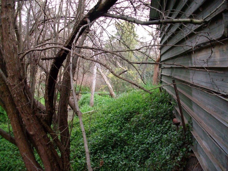 [abandoned+eltham+(9).JPG]