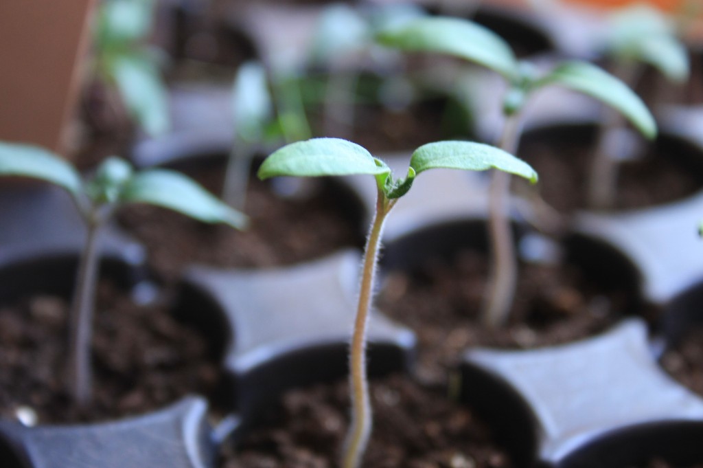 [pepper+seedlings.jpg]