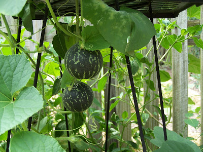 How to grow melons in a greenhouse