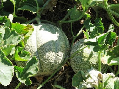 How to germinate and grow melon plants from seed
