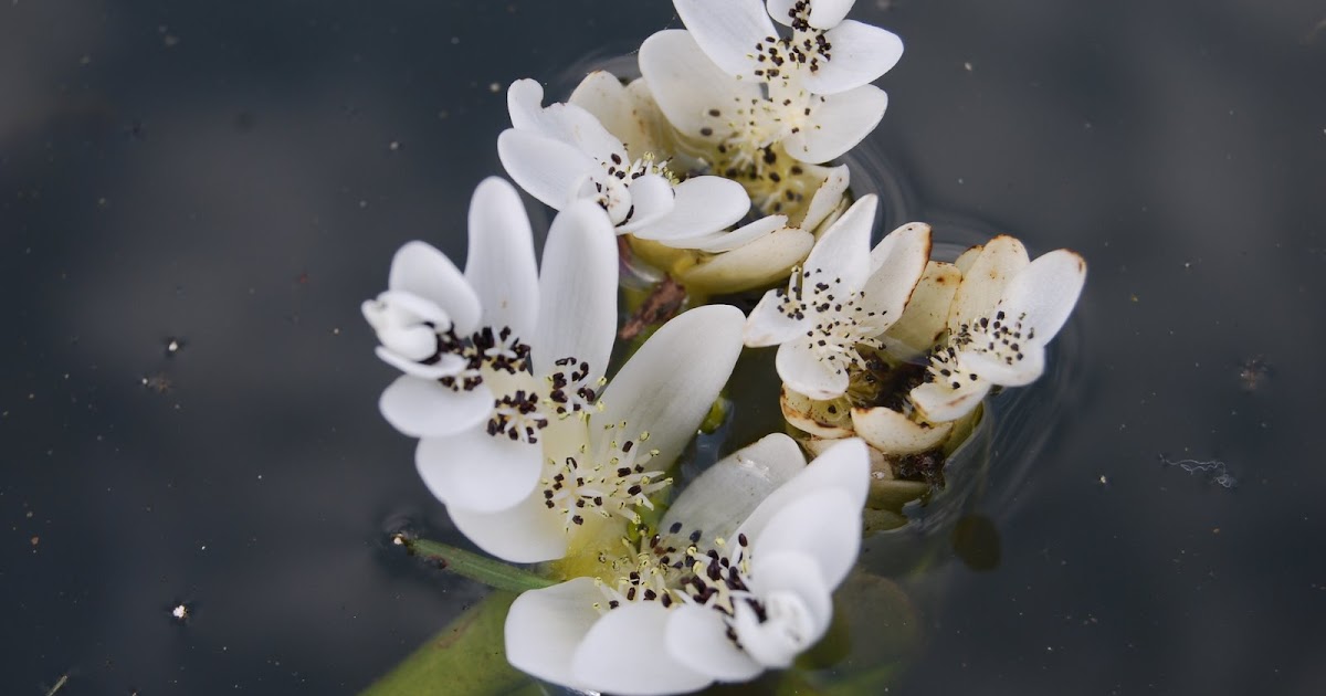 NATIVE BRITISH POND PLANTS The Garden of Eaden
