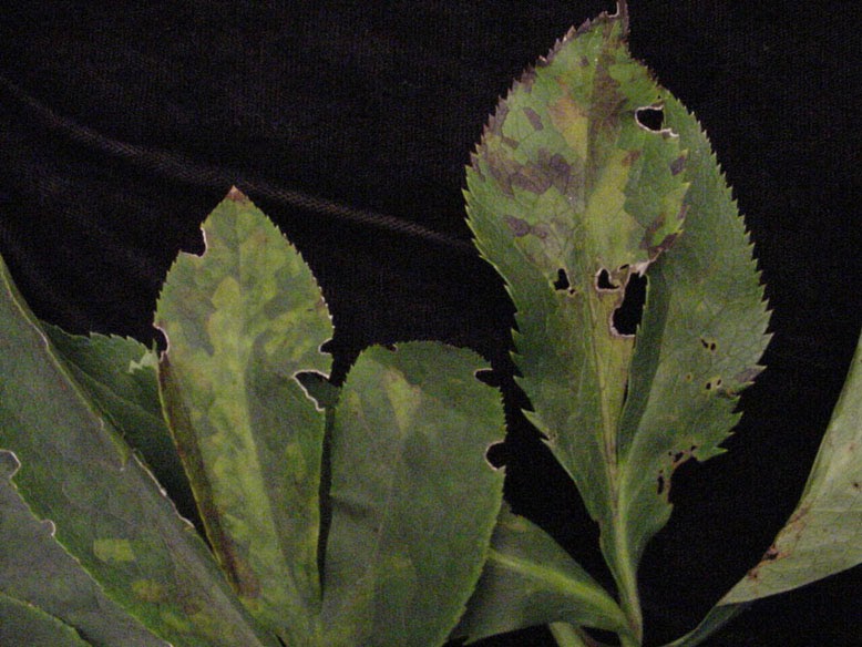 PESTS AND DISEASES OF HELLEBORES The Garden of Eaden