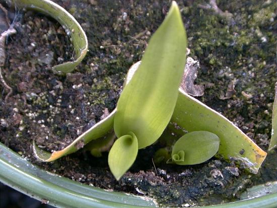 [Eucomis+leaf+cuttings.jpg]