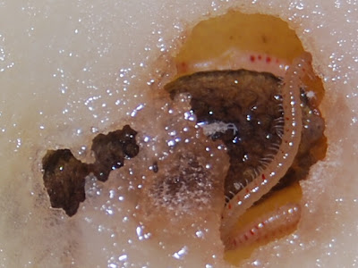 Slug and millipede inside an opened potato tuber