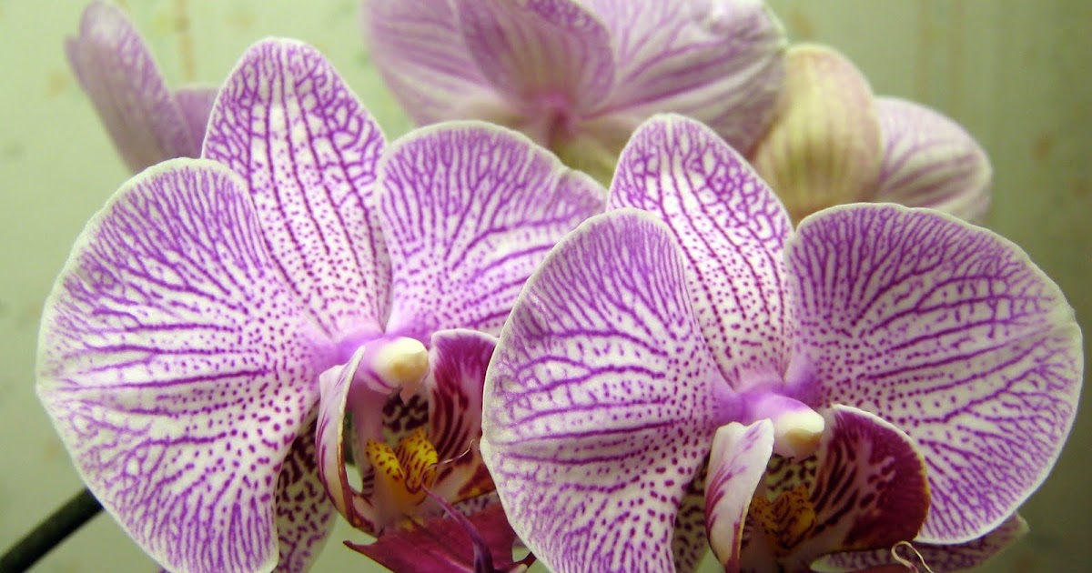 HOW TO FEED ORCHIDS The Garden of Eaden