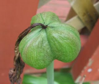 [Amaryllis+seed+head.jpg]