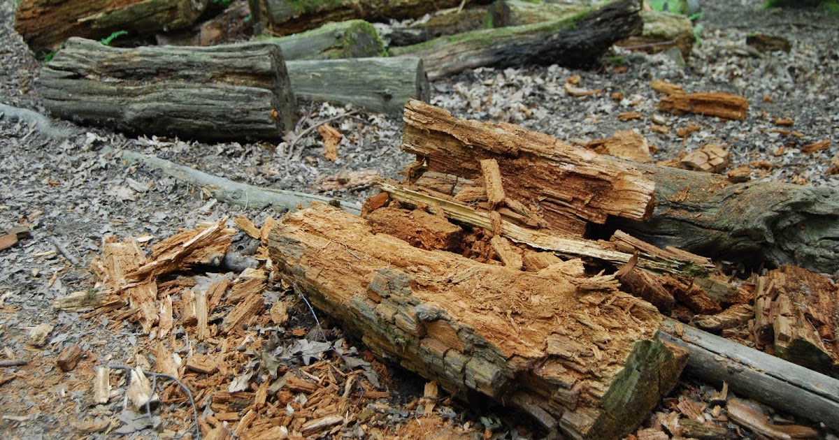 THE IMPORTANCE OF LOG PILES TO NATIVE WILDLIFE |The Garden of Eaden