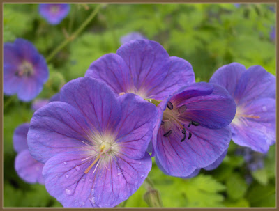 Plants for dry shade