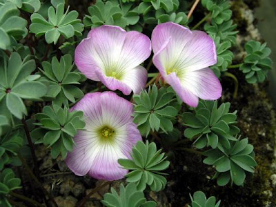 Plants for dry shade