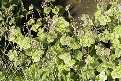 Plants for dry shade