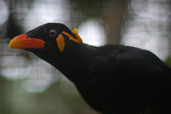 MamathitaM: Burung Tiong Mas / Common Hill Myna (Gracula religiosa)