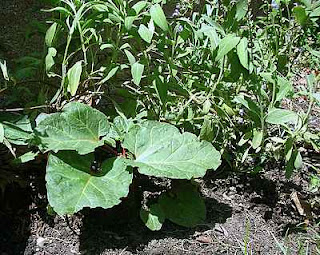 The start of a second-generation rhubarb patch, the start of the second year