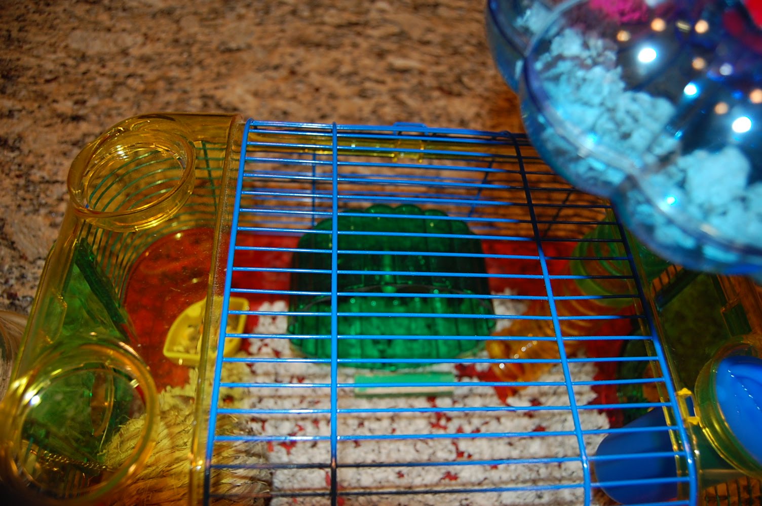 Ashley Glanzer Photography How to clean a hamster's cage