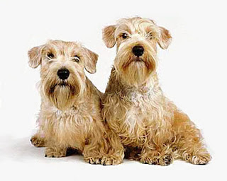 >PERROS DEL GRUPO 3 FCI CLASIFICACION RAZAS DE PERROS CATEGORIA 3 >PERROS DEL GRUPO 3 FCI CLASIFICACION RAZAS DE PERROS CATEGORIA 3