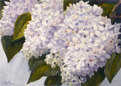 White Lilacs watercolor painting