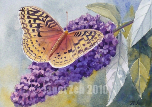 Northsider Butterflies On The Butterfly Bush