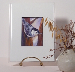 white-breasted nuthatch watercolor painting