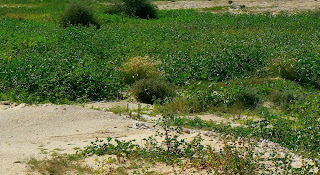 Desert greenery