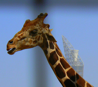giraffe in Doha zoo