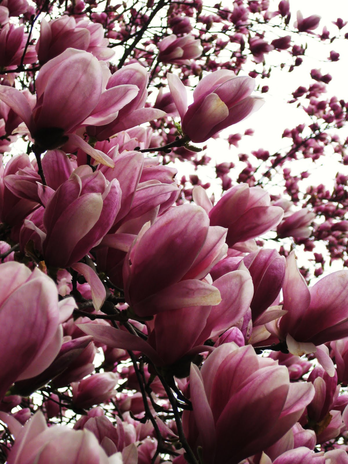 A South Korea Kinda Life Korea In Bloom