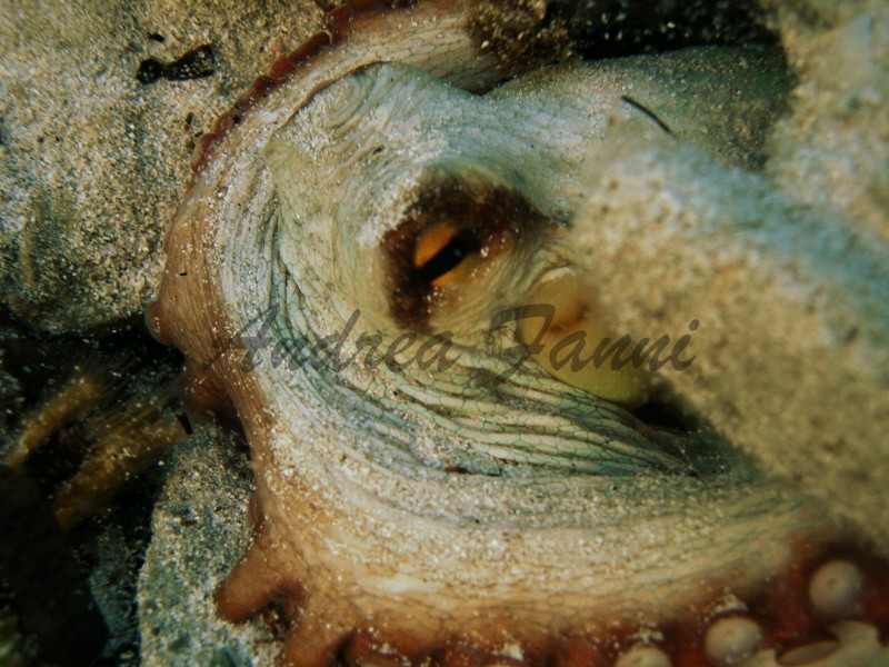 octopus vulgaris - polpo comune mediterrameo