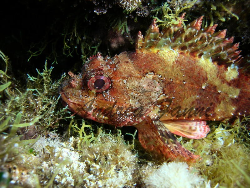Scorfano rosso - fotografia subacquea