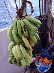 tons of bananas!