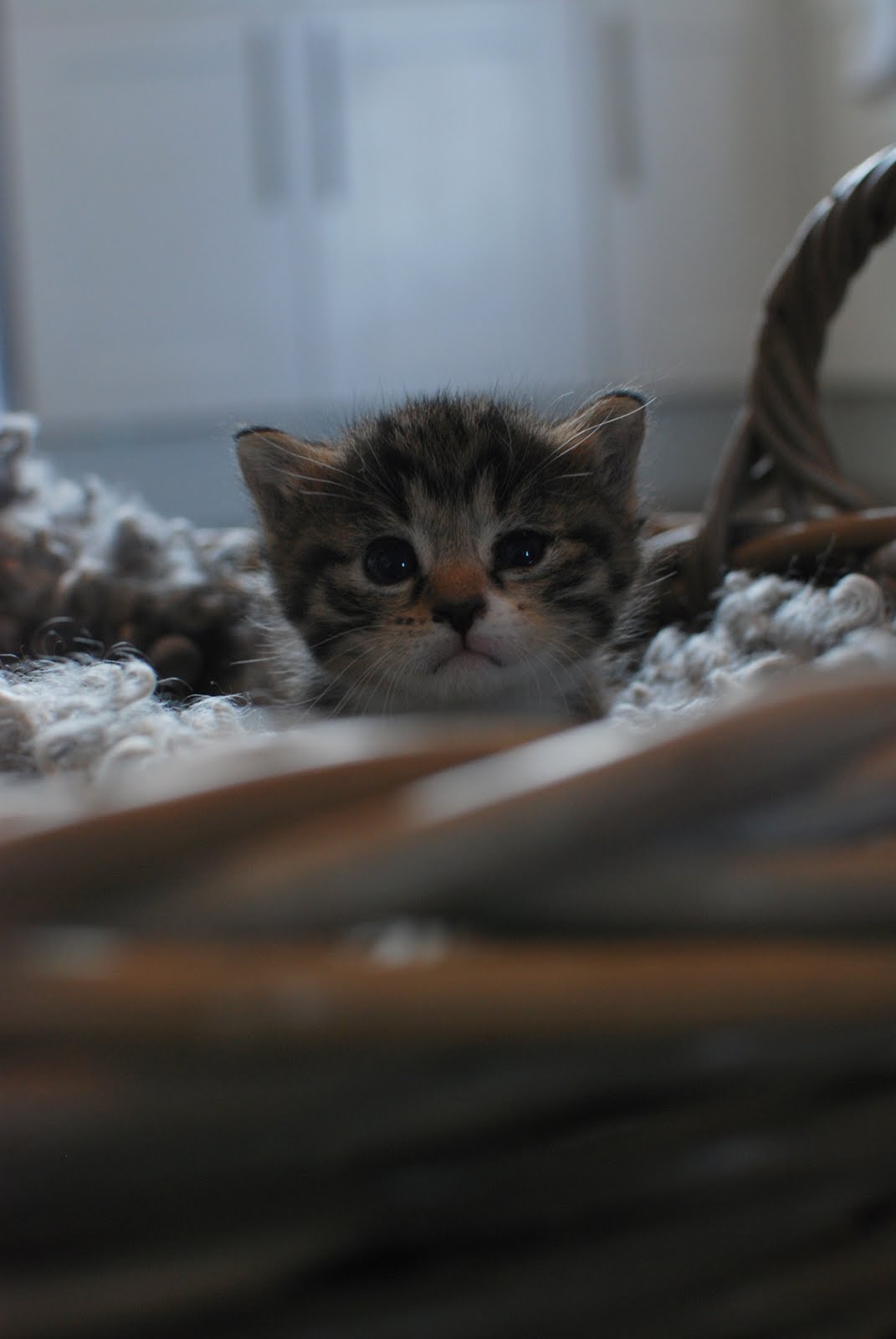 Transseksual Kimber Jeyms onlayn video