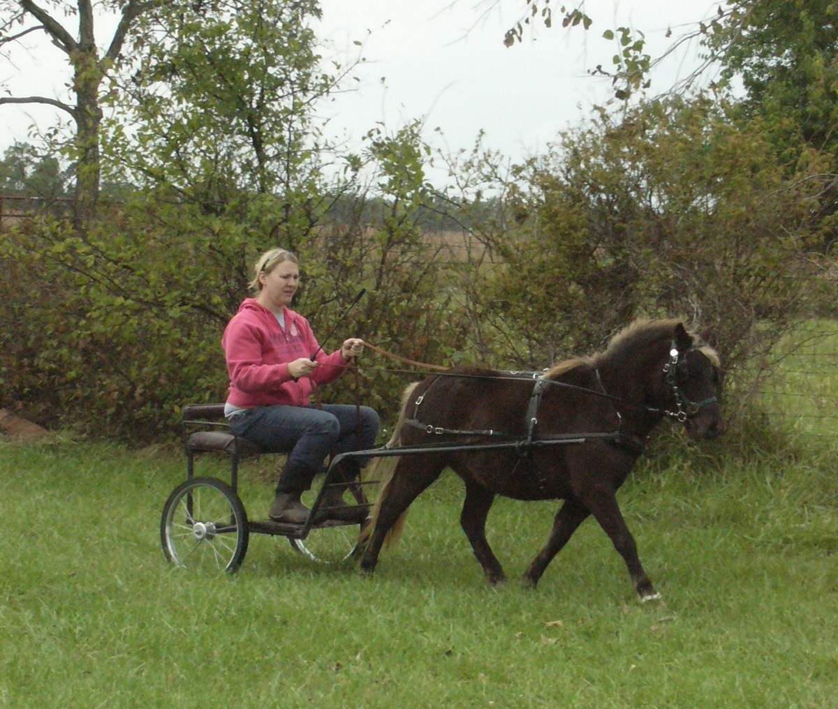 5 Acre Dream (minus the 5 acres) Pony, Harness, Pony Cart For Sale